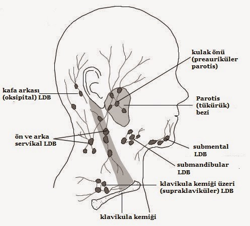 Лимфоузлы около
